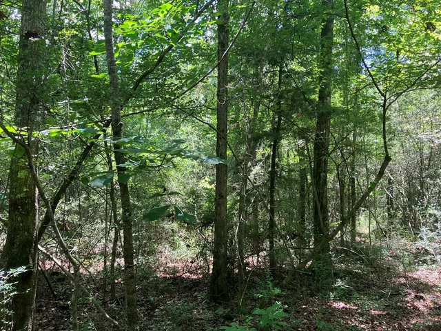 $45,500 | 48 Hwy Sandy Hook Ms 39667, Sandy Hook, MS 39478