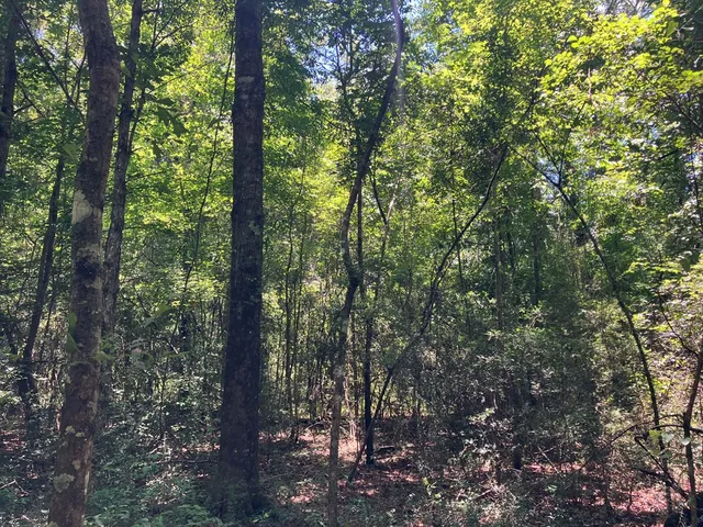 $45,500 | 48 Hwy Sandy Hook Ms 39667, Sandy Hook, MS 39478