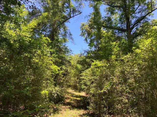 $45,500 | 48 Hwy Sandy Hook Ms 39667, Sandy Hook, MS 39478