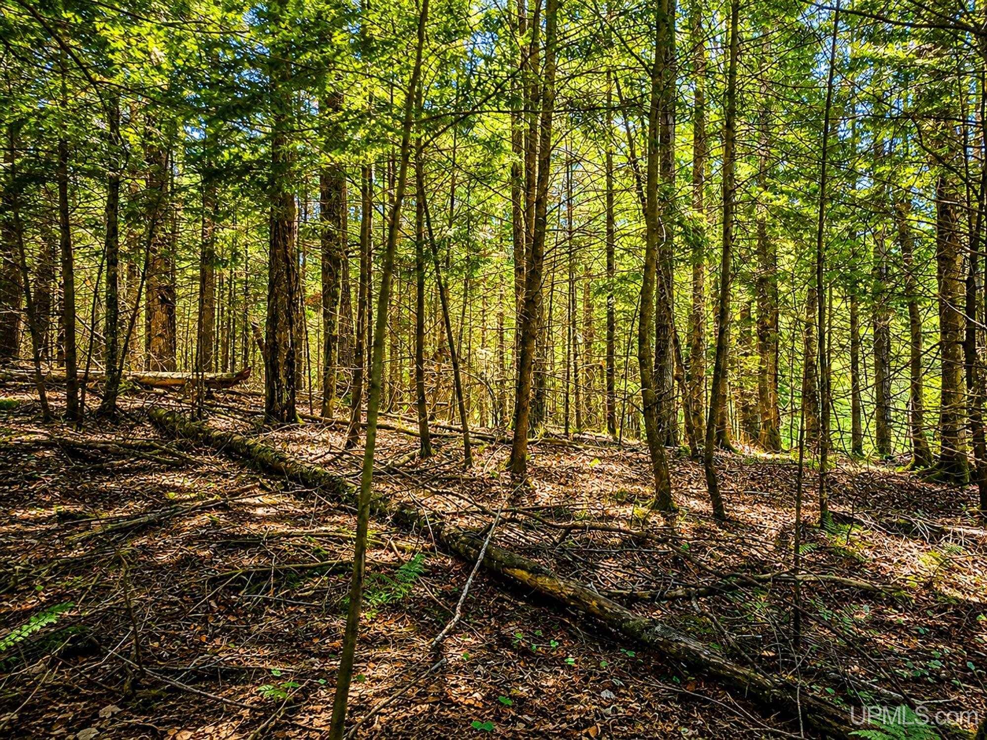 Lot 4 State Line Lake Road East Marenisco, MI 49947 - Photo 15 of 16
