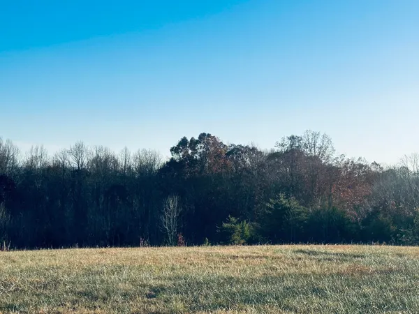 a view of outdoor space and tree