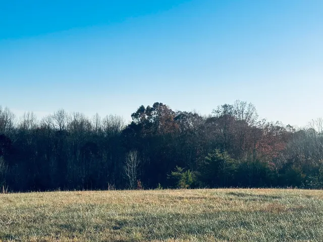 a view of outdoor space and tree