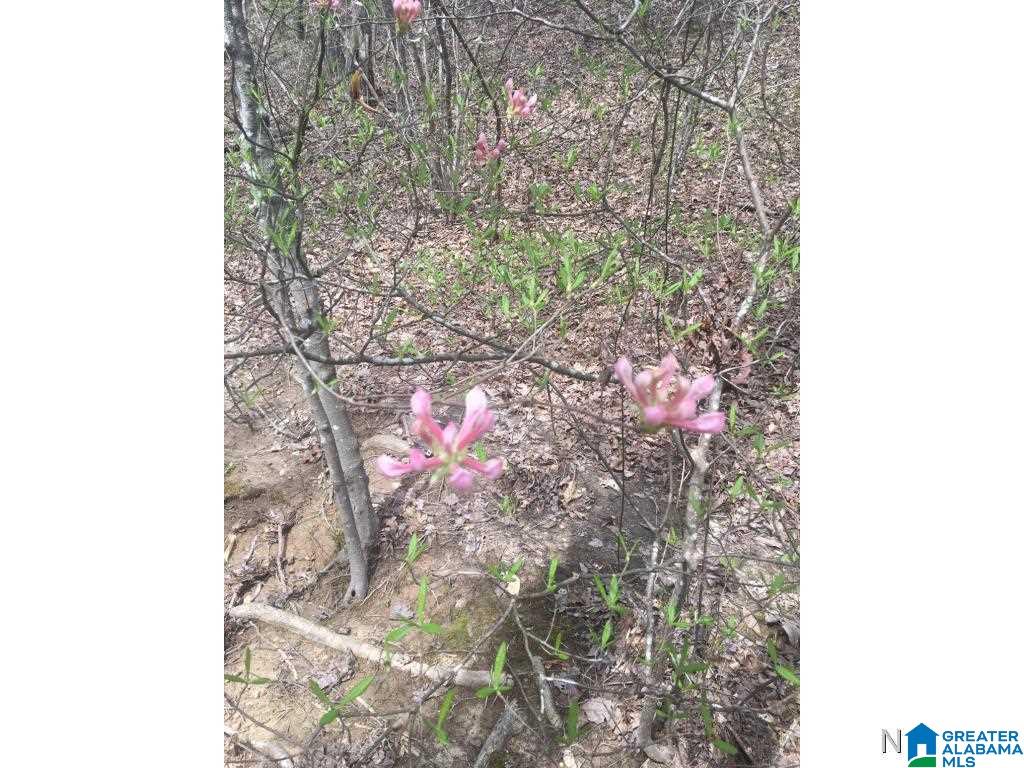 0 Bear Creek Road Haleyville, AL 35565 - Photo 12 of 13