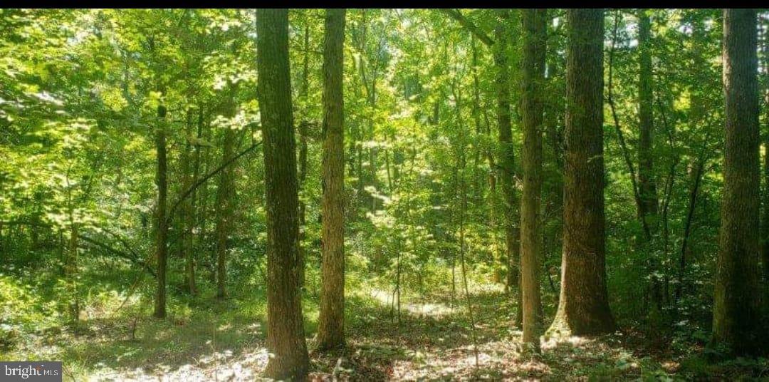 9001 Stage Coach Road Nathalie, VA 24577 - Photo 5 of 19 Serene woodland escape awaits you.