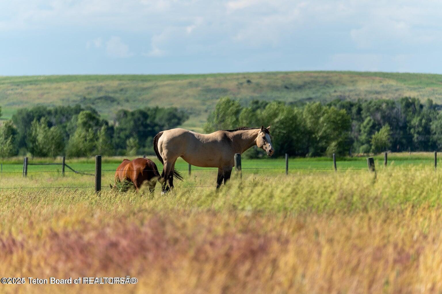1217 Leigh Creek Estates Road Tetonia, ID 83452 - Photo 6 of 6 Horse friendly property