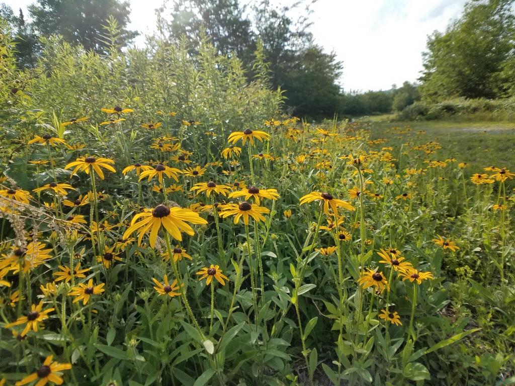 Tbd Tbd Salem Road Strong, ME 04983 - Photo 6 of 22 Flora