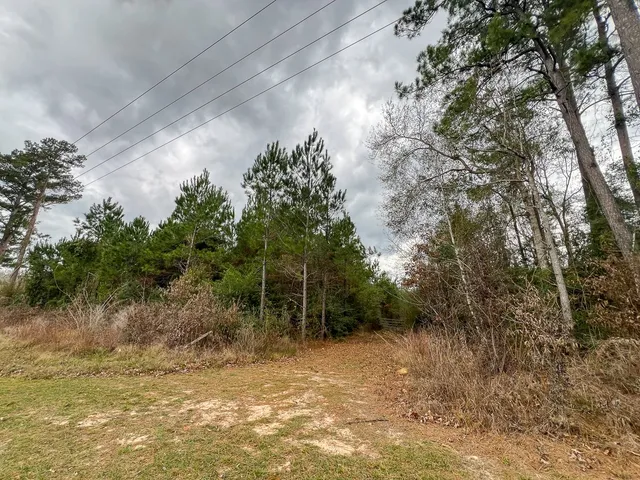 a view of a yard with plants and trees