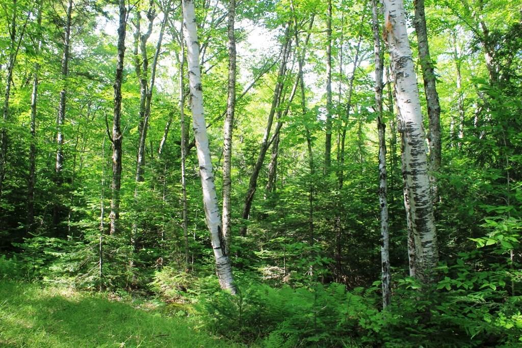 555 Scammon Road Greenville, ME 04441 - Photo 7 of 25 Photo