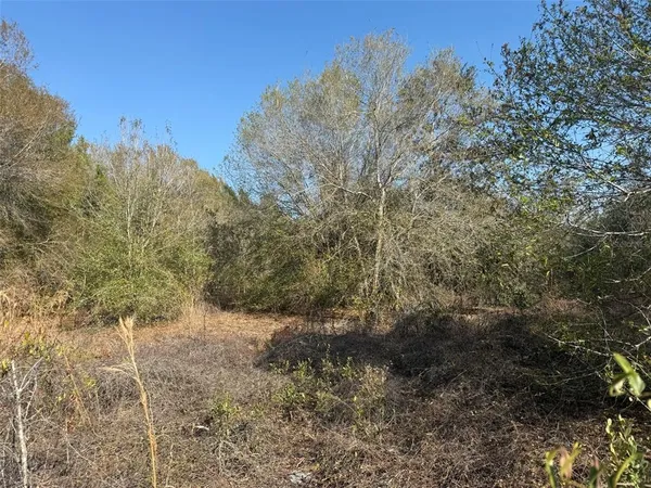a view of a forest with trees in the background