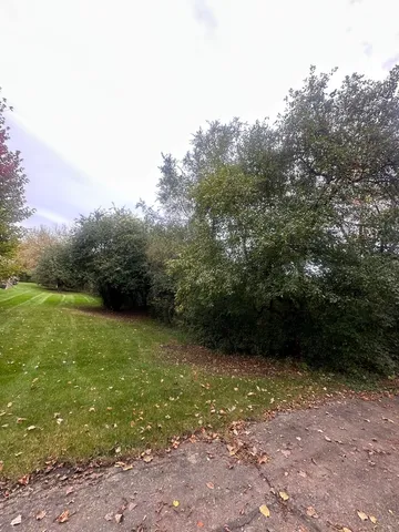 a view of a forest with trees