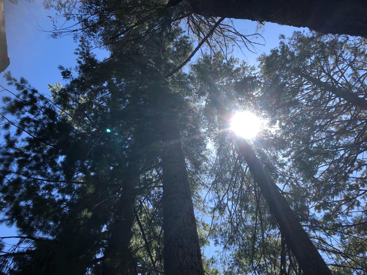 41271 Chinquapin Road North Fork, CA 93643 - Photo 21 of 30