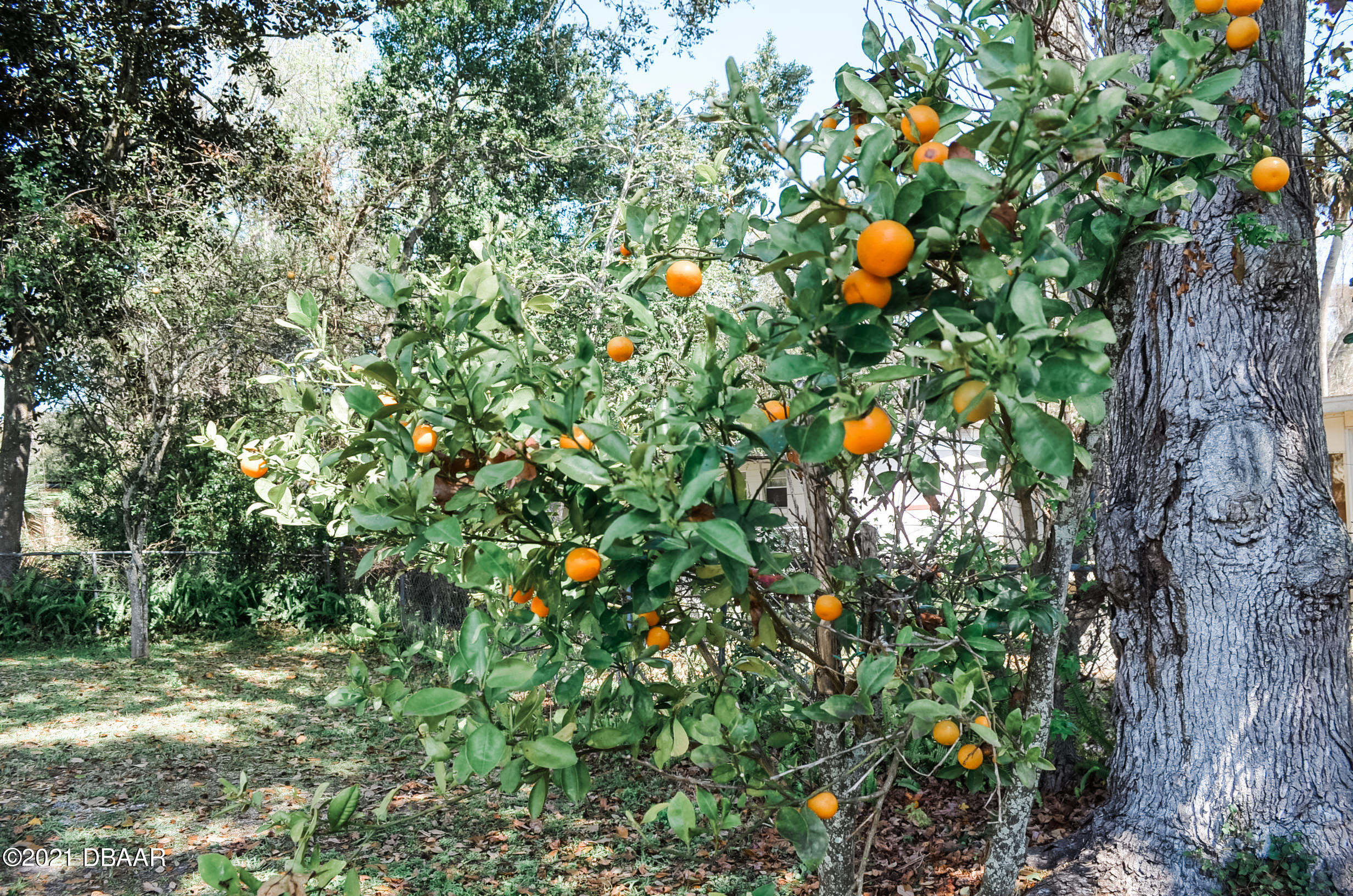 2259 Nottingham Road South Daytona, FL 32119 - Photo 21 of 23 Fruit trees
