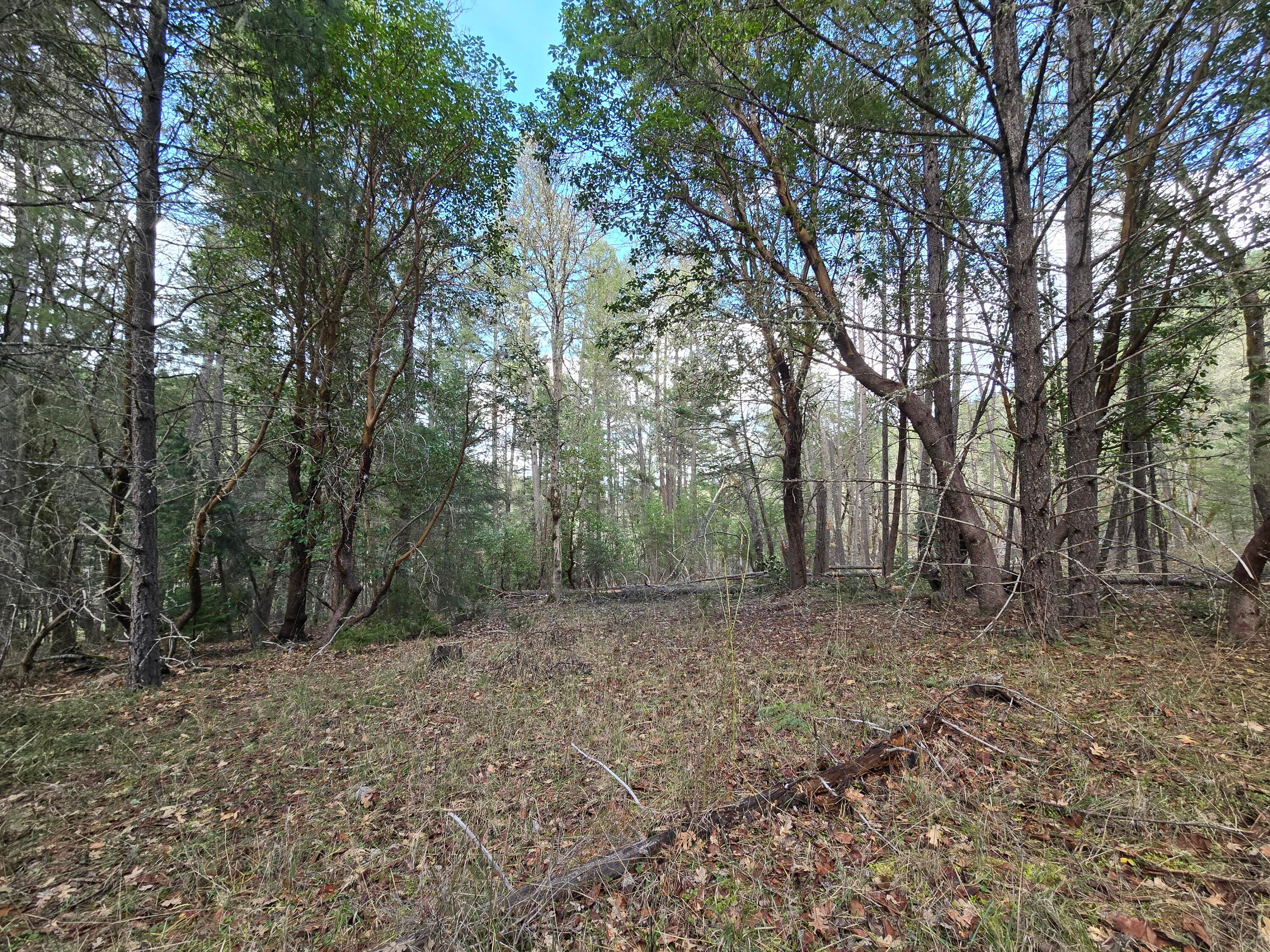 5000 Thompson Creek Road Jacksonville, OR 97530 - Photo 29 of 70 20260201_143811