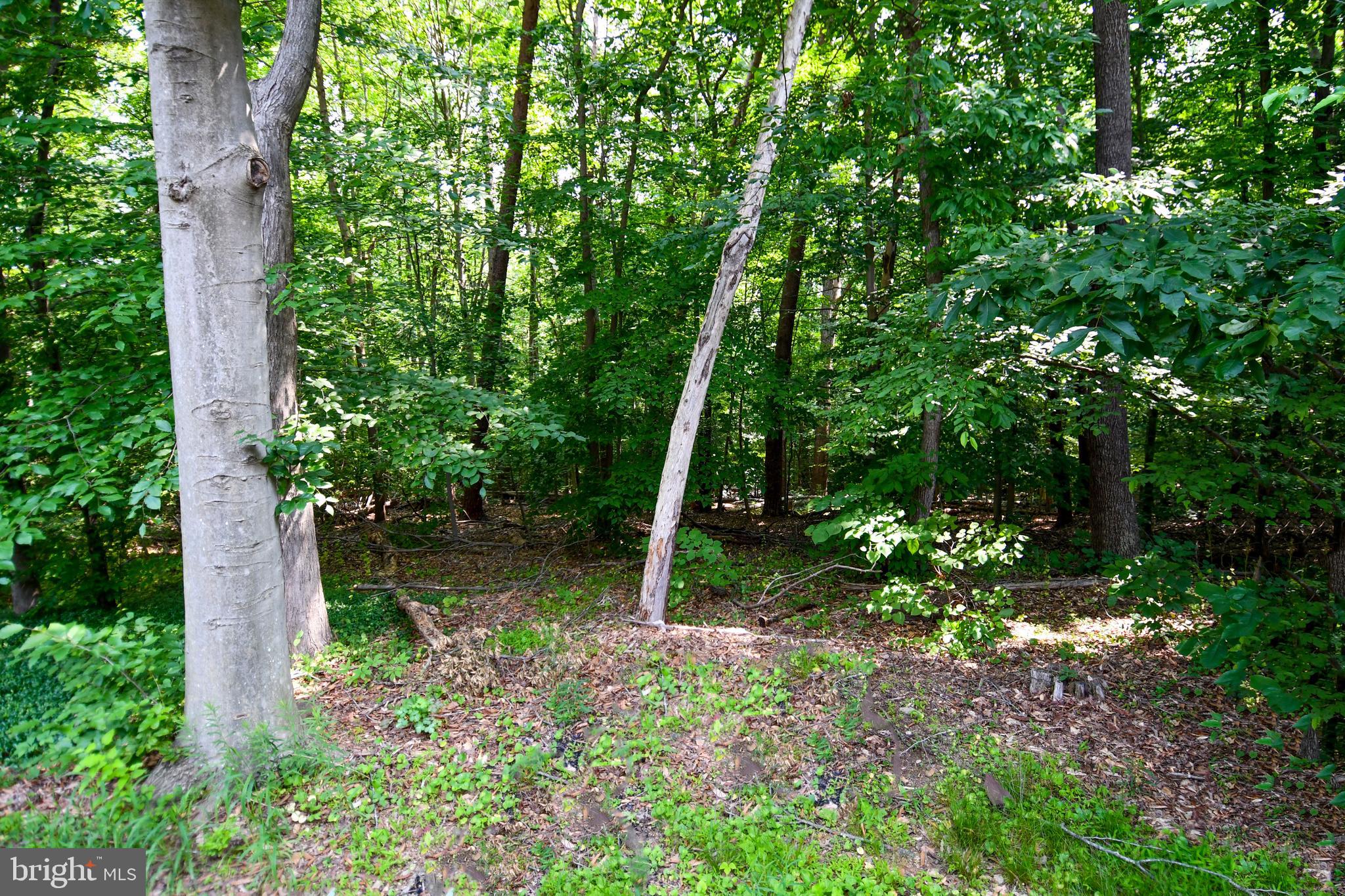 8317 Windfall Road Springfield, VA 22153 - Photo 33 of 35