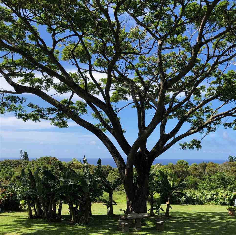 475 Haumana Road Haiku, HI 96708 - Photo 27 of 30 a view of tree with house in background