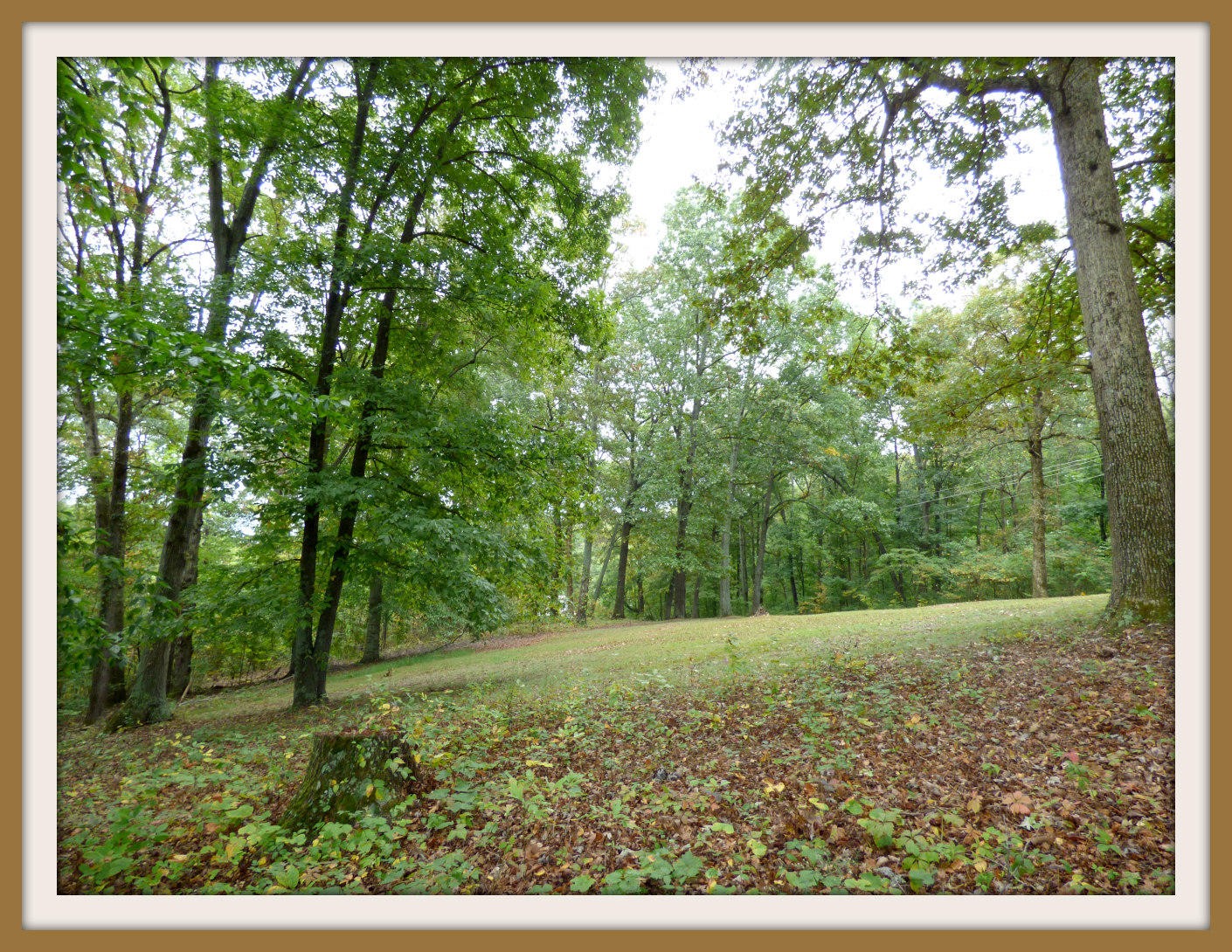 2 Goose Creek Road Dandridge, TN 37725 - Photo 5 of 13 Gallery Image 5