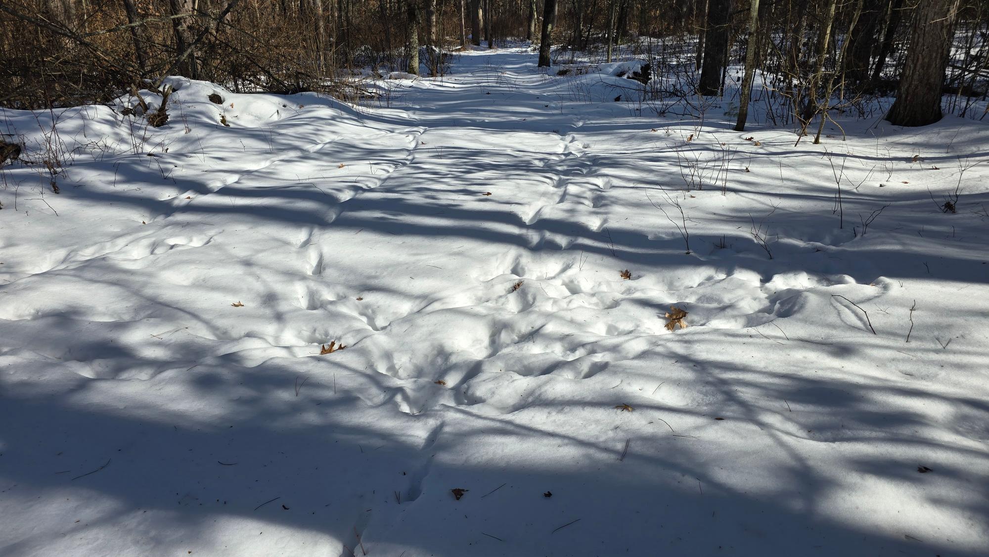 Off Clear Lake Road, Unit 40 ACRES Pearson, WI 54462 - Photo 23 of 29 Gallery Image 23