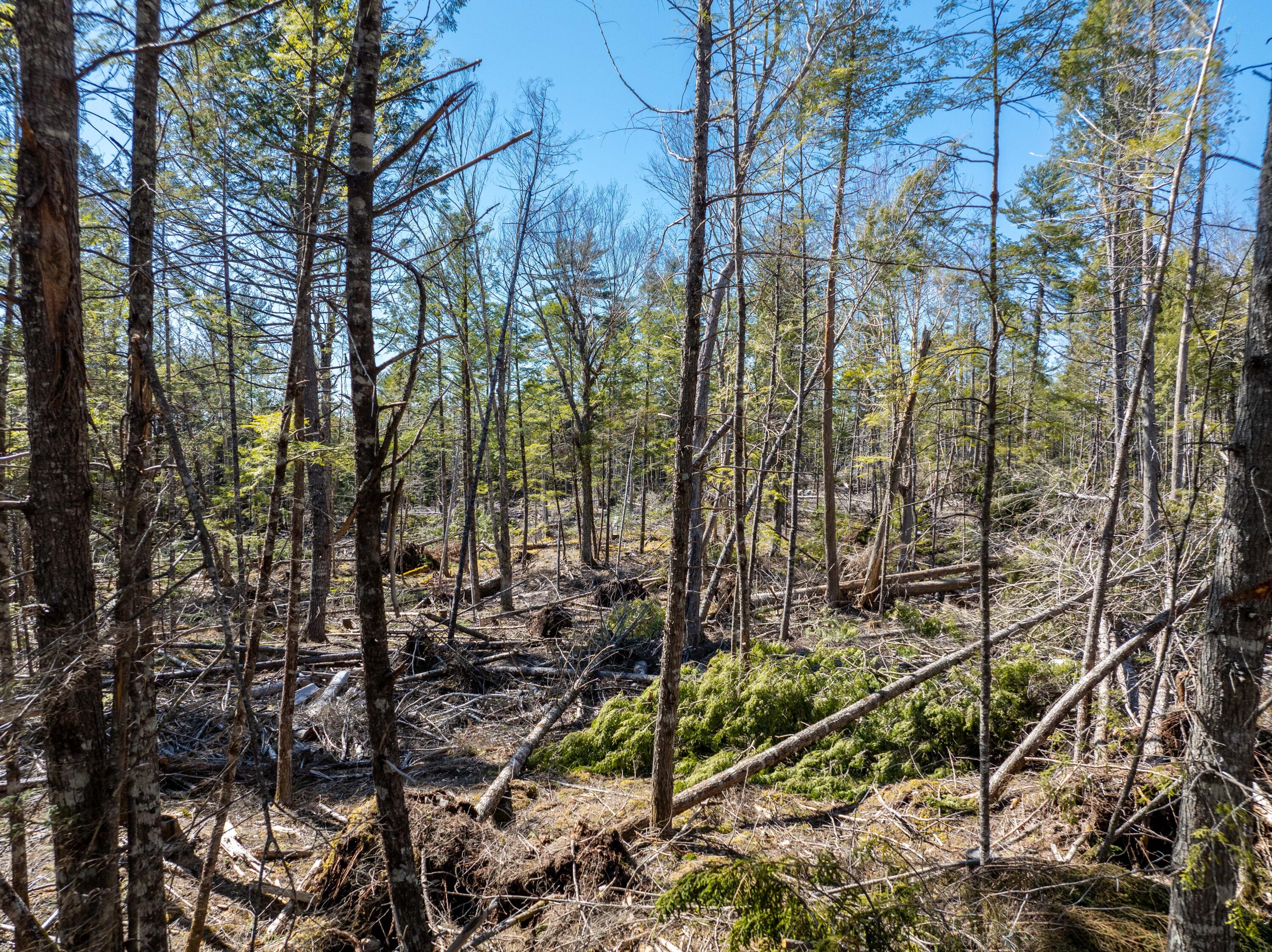 250 Long Lake Road Northfield, ME 04654 - Photo 15 of 18 Land Texture