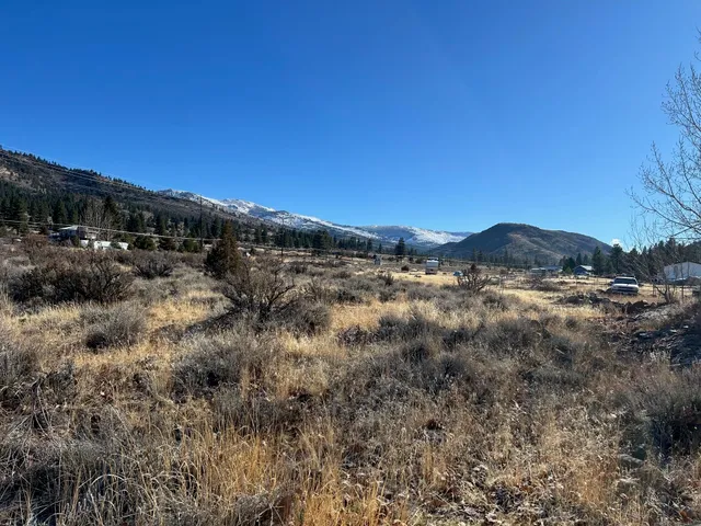 a view of a large trees with lots of trees