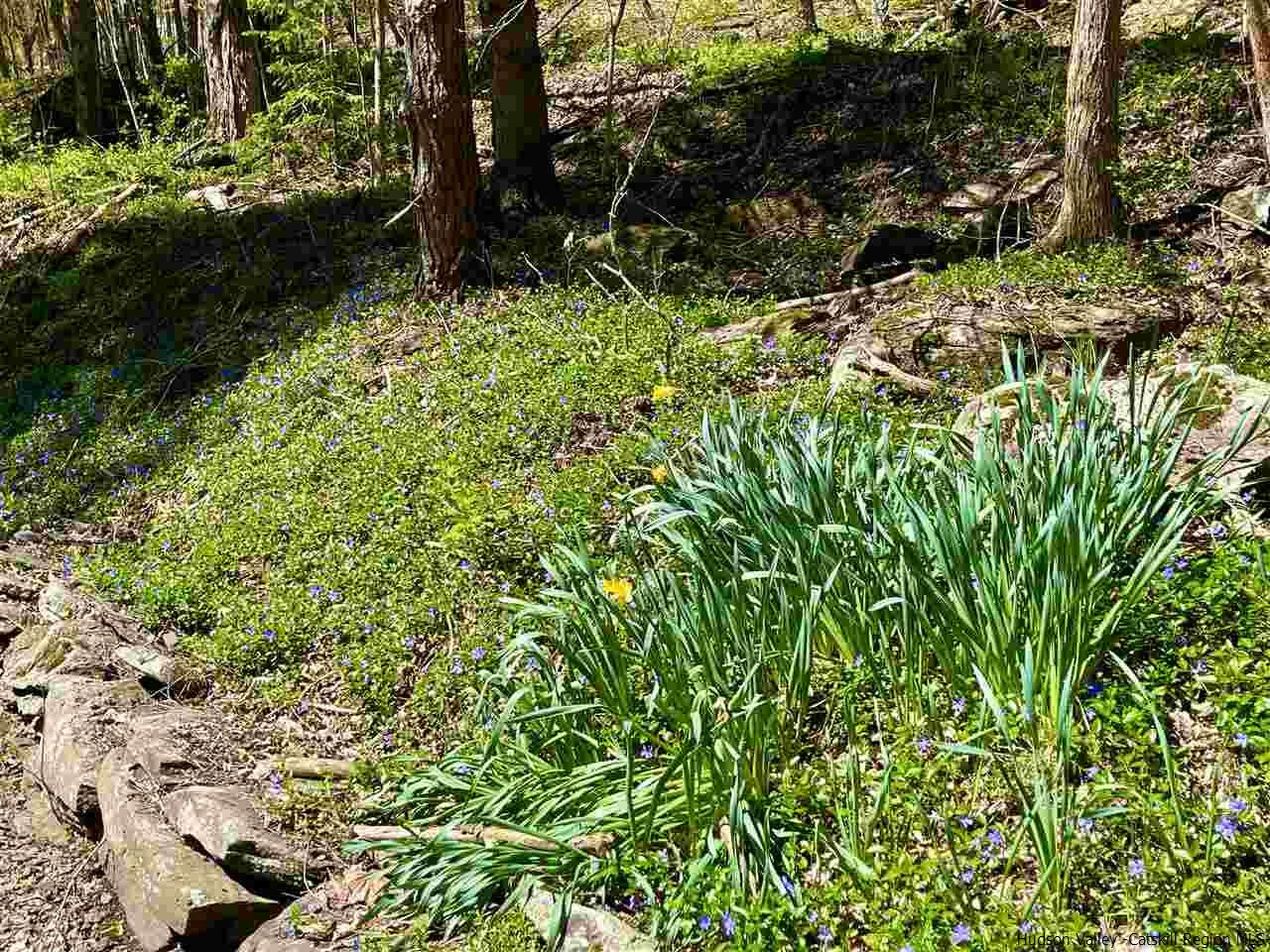 187 Deer Run Road Roxbury, NY 12421 - Photo 26 of 28 a view of a garden
