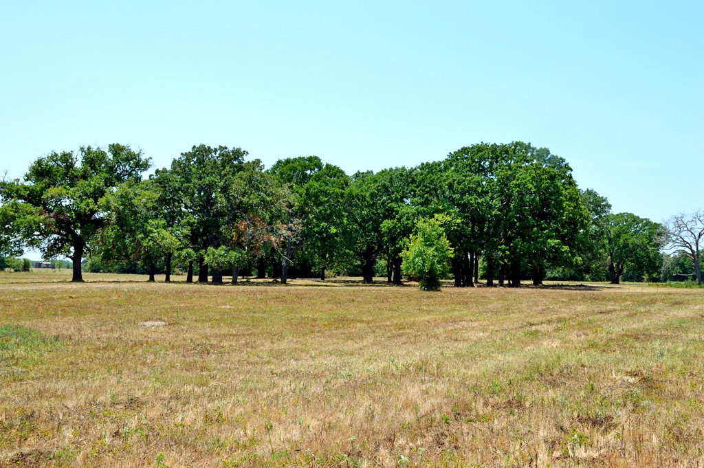 155 Fm 1227 Road Navasota, TX 77868 - Photo 7 of 19 a view of empty and green yard