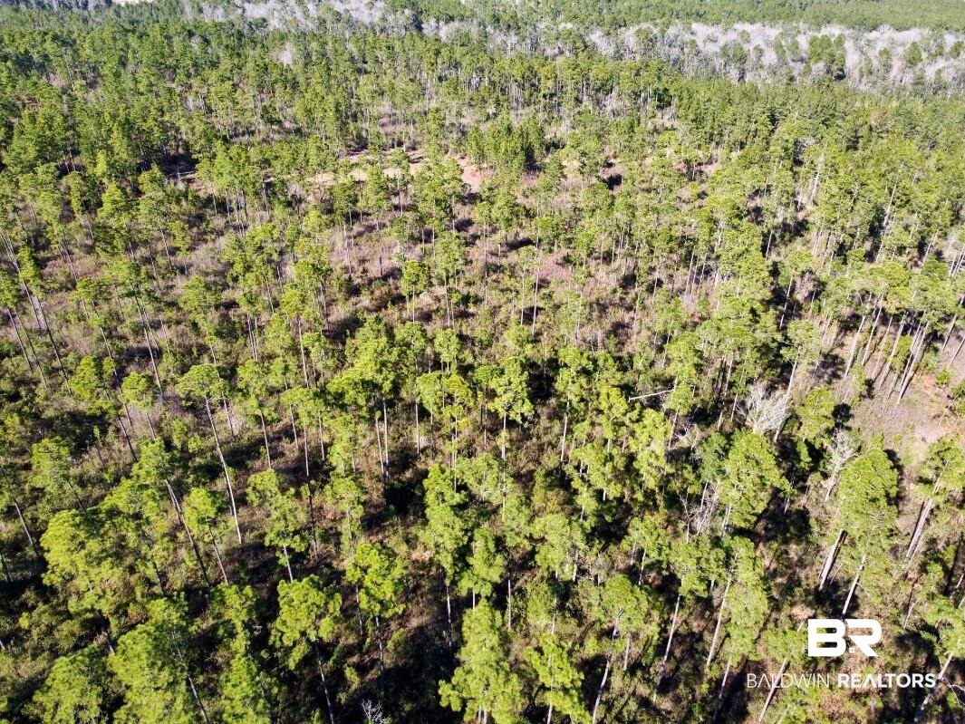 White Road Bay Minette, AL 36507 - Photo 16 of 32 Drone / aerial view featuring a wooded view