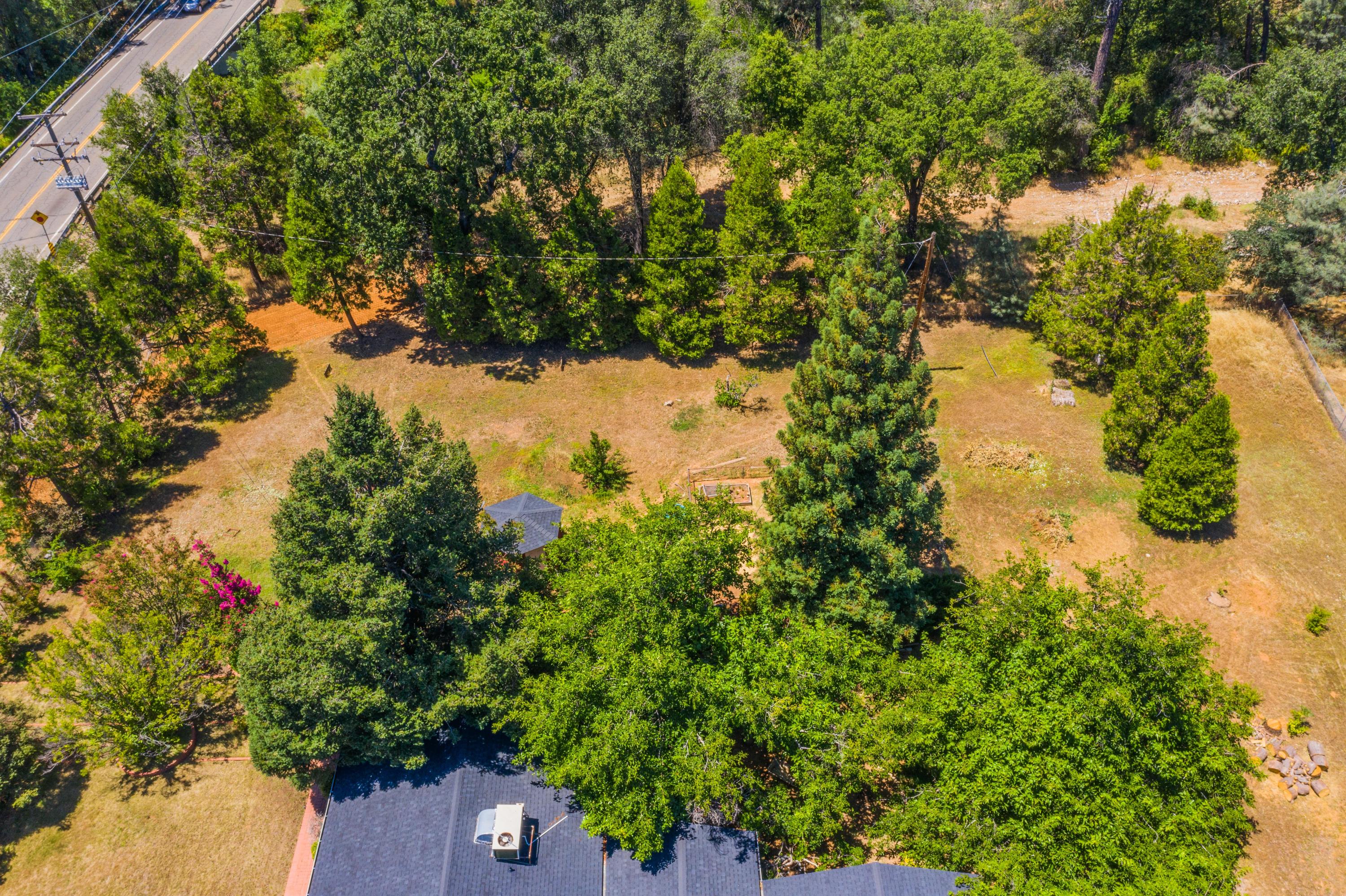 1542 Old Alturas Road Redding, CA 96003 - Photo 13 of 20 a picture of tree