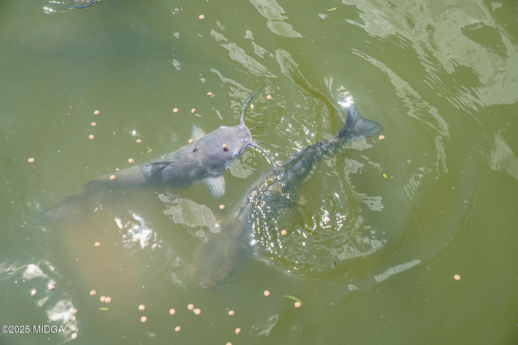 369 Abares Road Forsyth, GA 31029 - Photo 53 of 55 bring your fishing poles