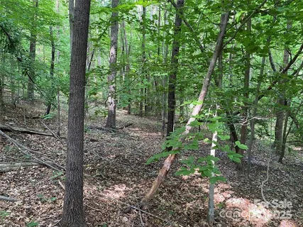 a view of a forest that has large trees