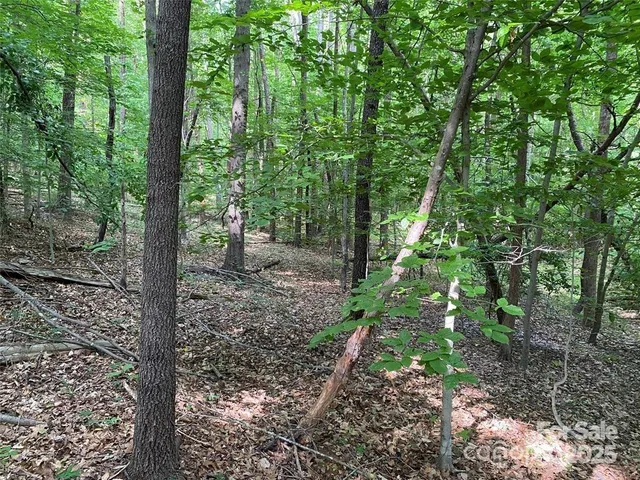 a view of a forest that has large trees
