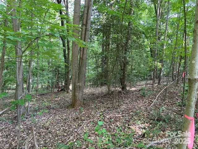 a view of a forest that has large trees