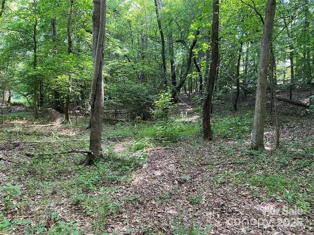 a view of a forest filled with trees