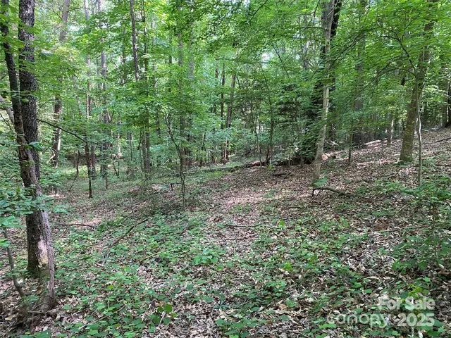 a view of a lush green forest with lots of trees