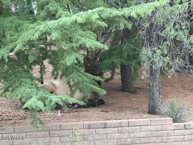 109 South Young Road Payson, AZ 85541 - Photo 27 of 44 Elk at 109 S Young Rd.