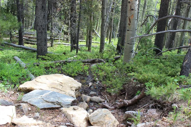 a view of a yard with plants and large trees