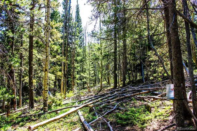 a view of a garden with plants