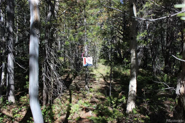 a view of a forest with trees