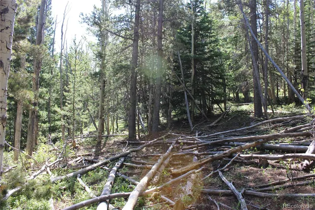 a plant that is in front of a tree