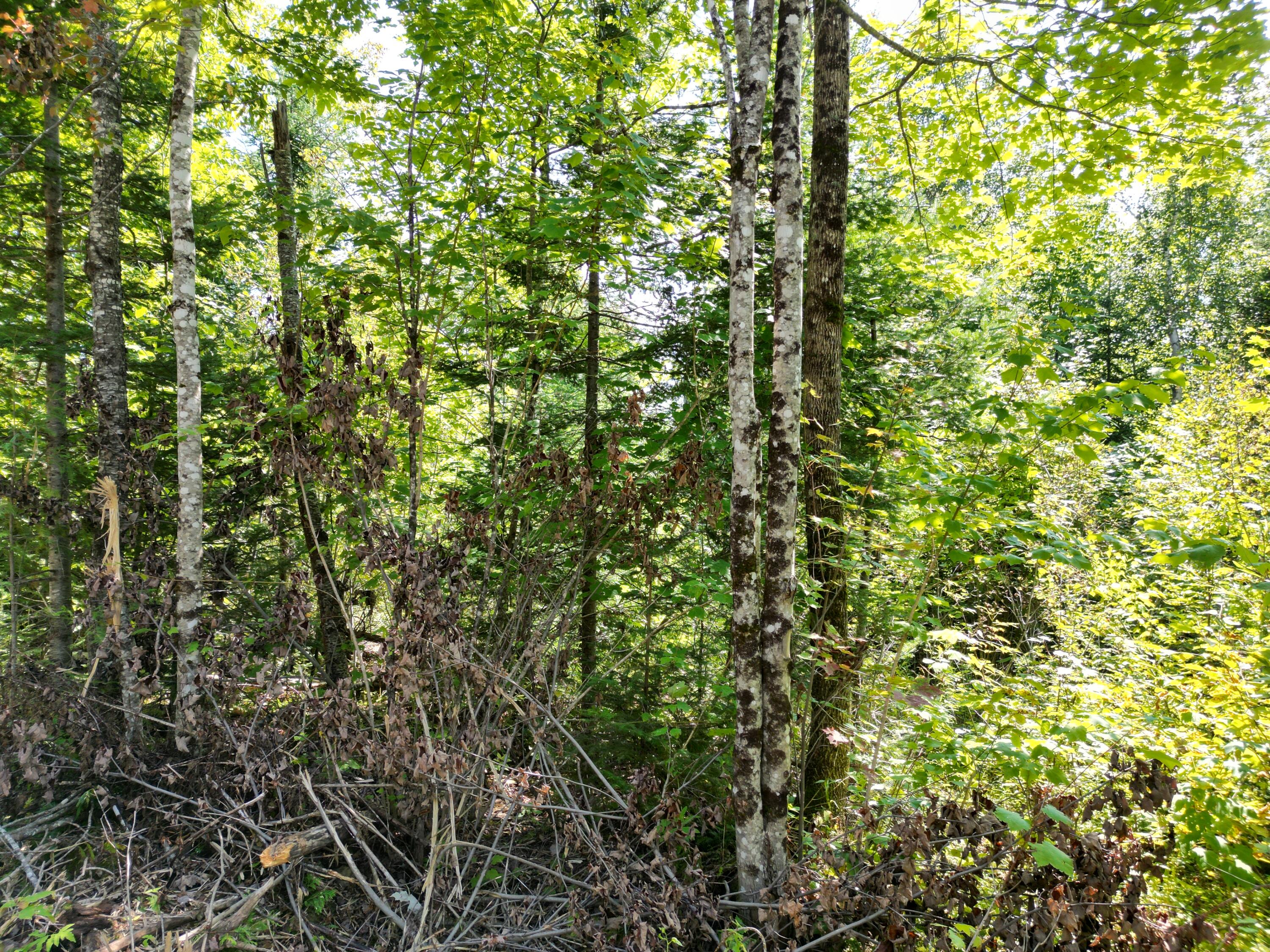 Lot 5 Dirty Glove Road Springfield, ME 04487 - Photo 19 of 19 DJI_0059