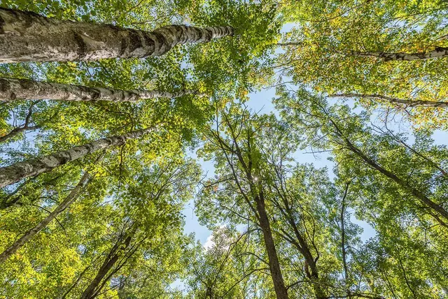 $144,900 | Tract C Tbd Little Pine Road, Brainerd, MN 56401