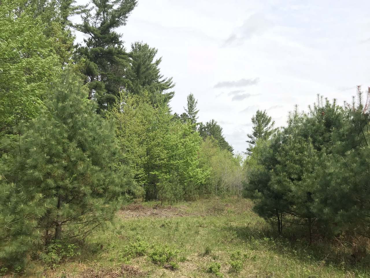 50-acres Oak Road Hazelhurst, WI 54531 - Photo 2 of 14 Gallery Image 2