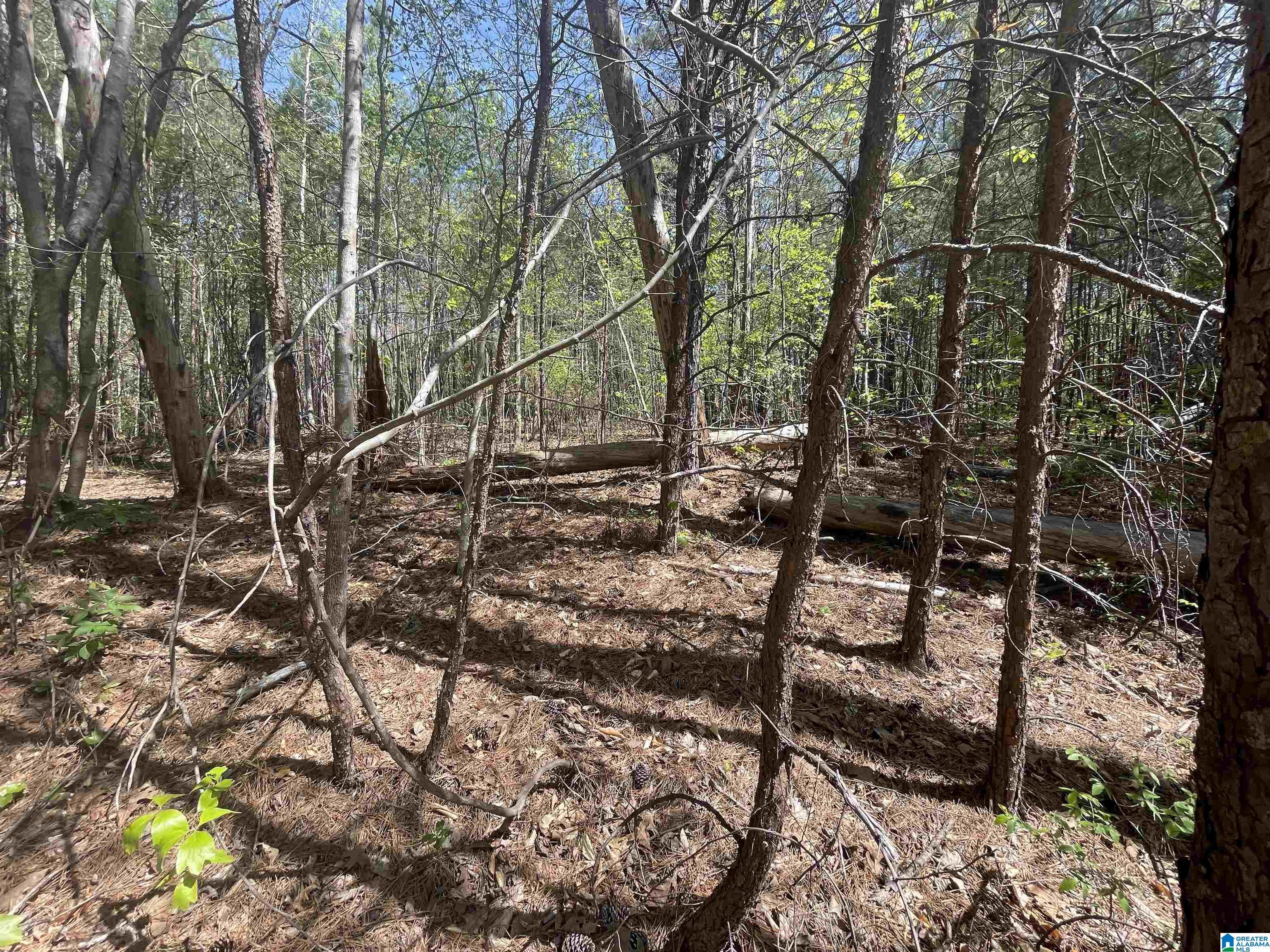216 Highway Vance Al Vance, AL 35490 - Photo 7 of 8