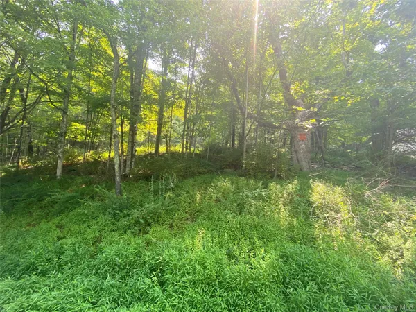 a view of a lush green forest