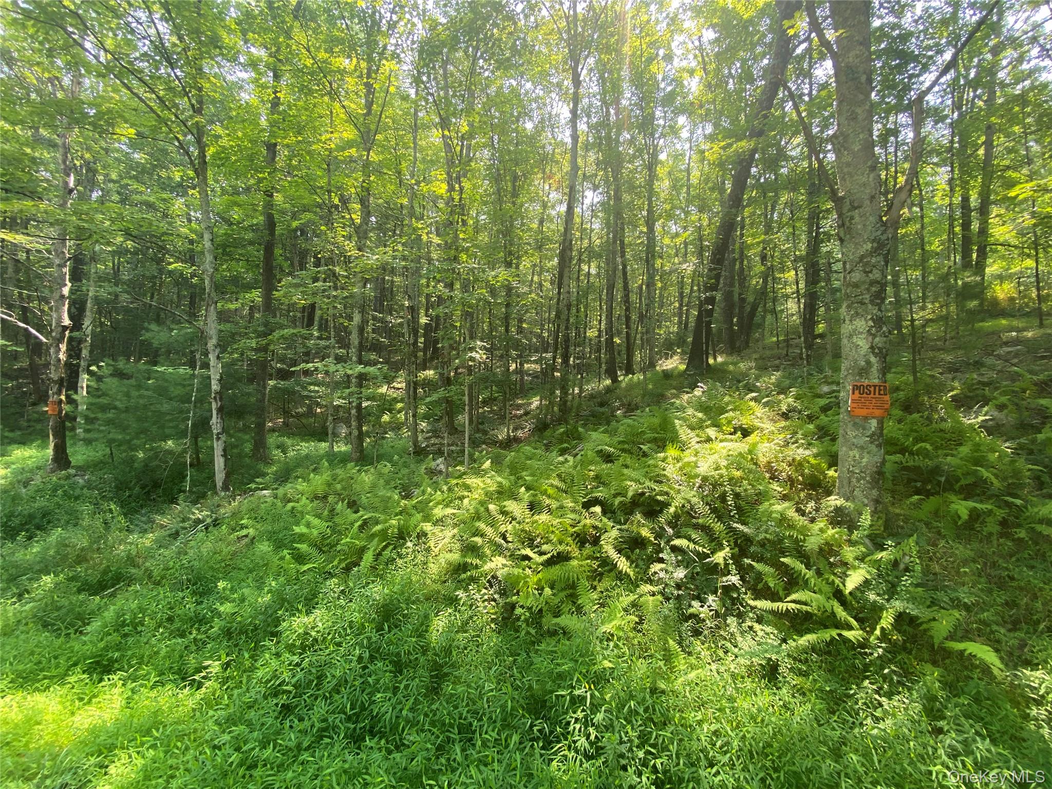 South Road Wurtsboro, NY 12790 - Photo 2 of 5 a view of a lush green forest