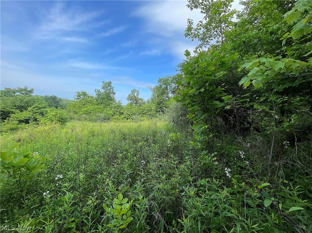 35173 Merrill Ridge Road Graysville, OH 45734 - Photo 19 of 23 View of local wilderness