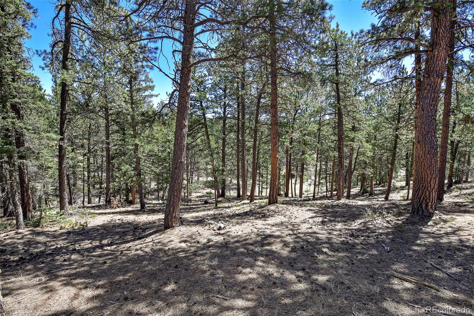 860 Spring Valley Drive Divide, CO 80814 - Photo 2 of 14