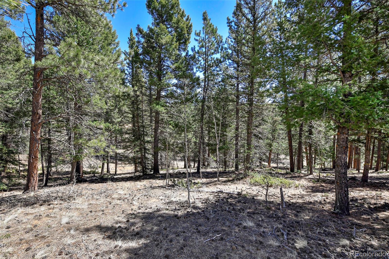 860 Spring Valley Drive Divide, CO 80814 - Photo 3 of 14