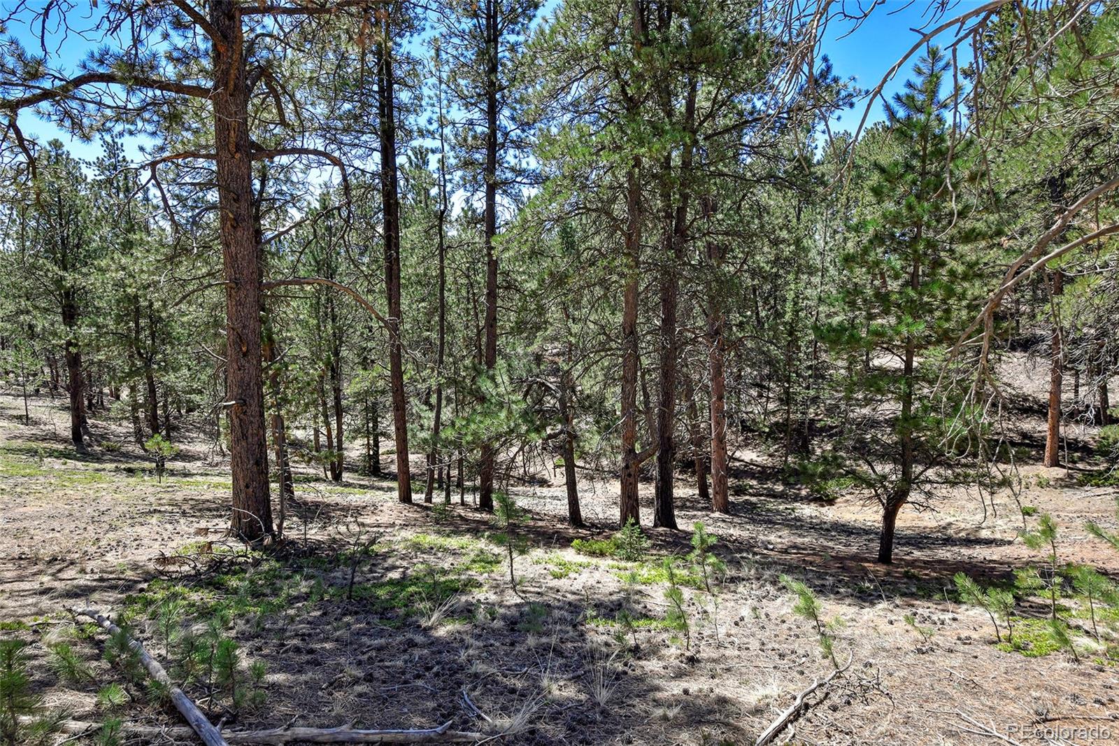 860 Spring Valley Drive Divide, CO 80814 - Photo 6 of 14