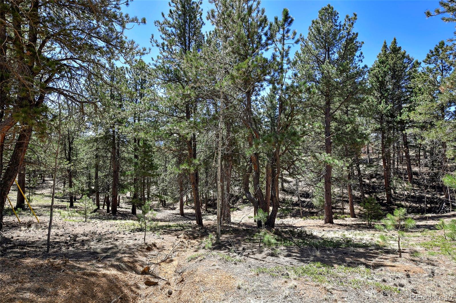 860 Spring Valley Drive Divide, CO 80814 - Photo 7 of 14