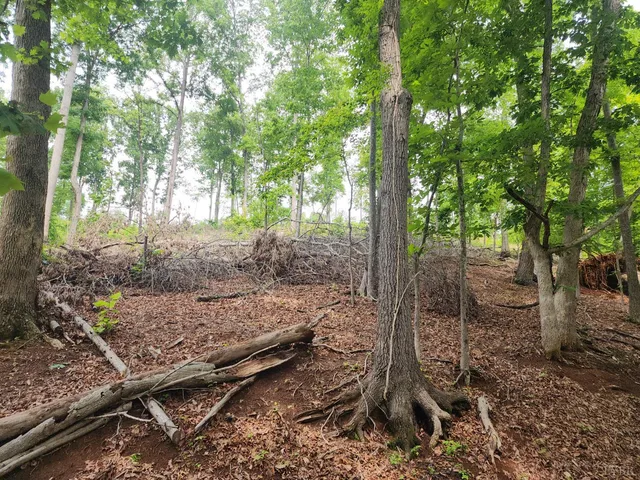 a view of a forest filled with trees